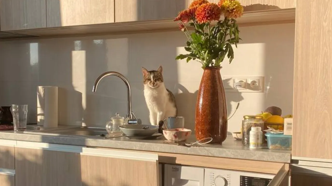 лячэнне ката