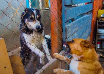 приют для животных в Польше