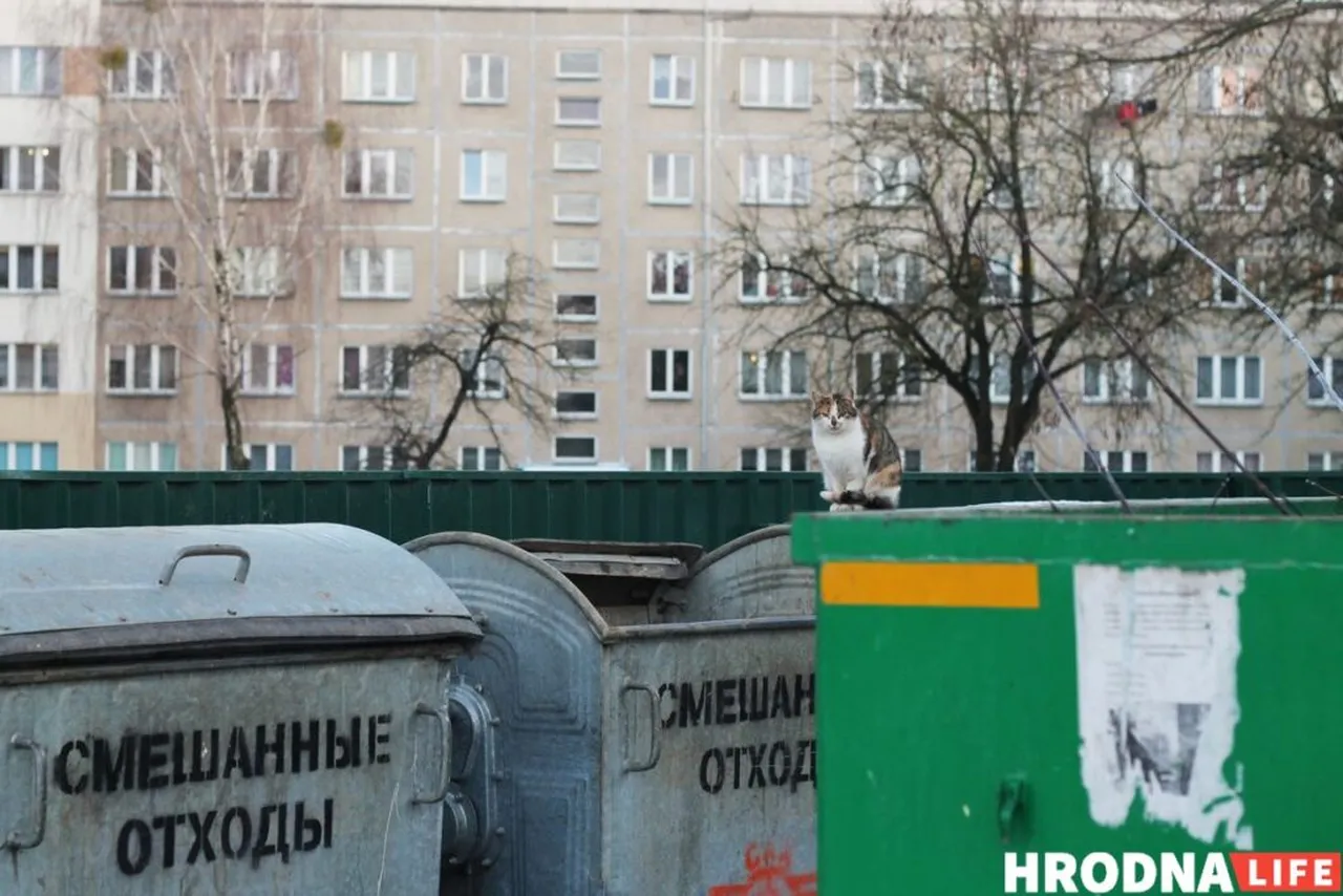 бездомные коты