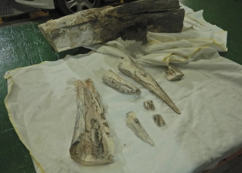 ввезти в ЕС бивни мамонта