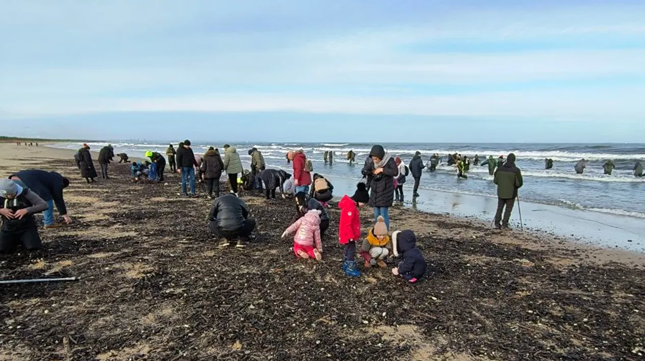 Сбор янтаря