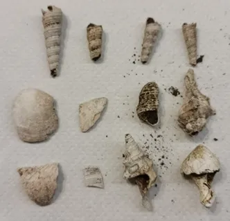 Окаменелости