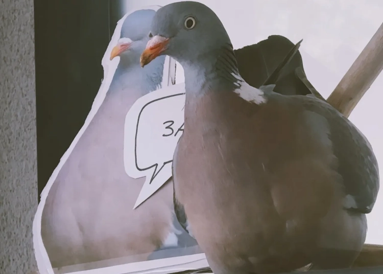 барацьба з голубам