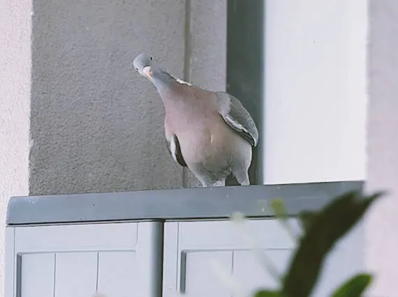 барацьба з голубам