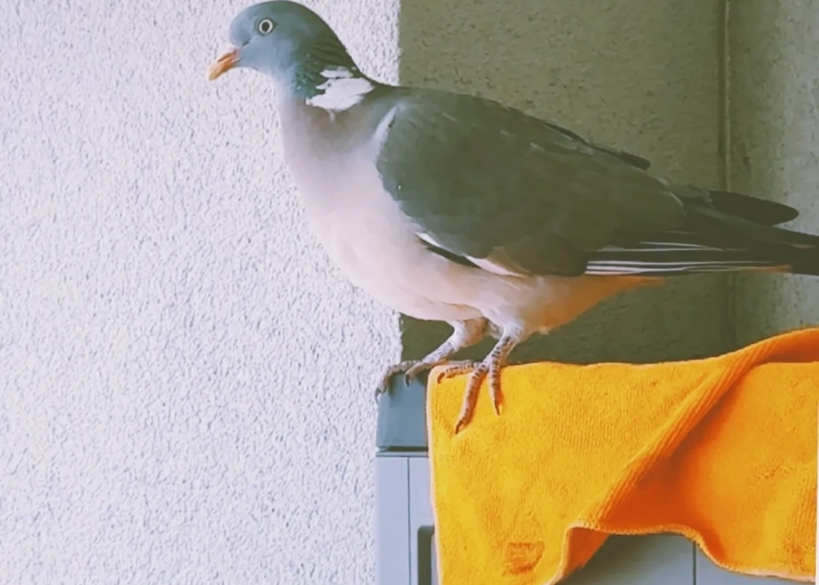 барацьба з голубам