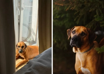 собака в Польше