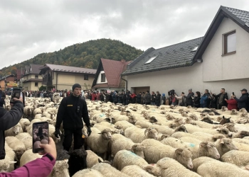 Осенний редык в Щавнице