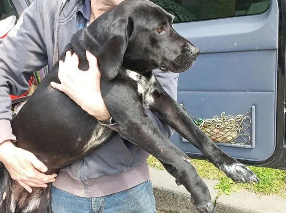 собака в Варшаве