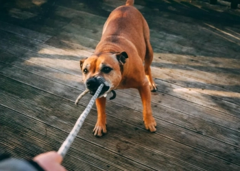беларусский врач в Польше