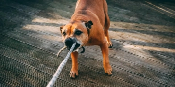 беларусский врач в Польше