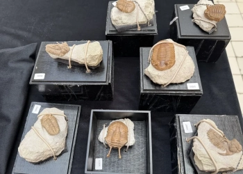 окаменелости